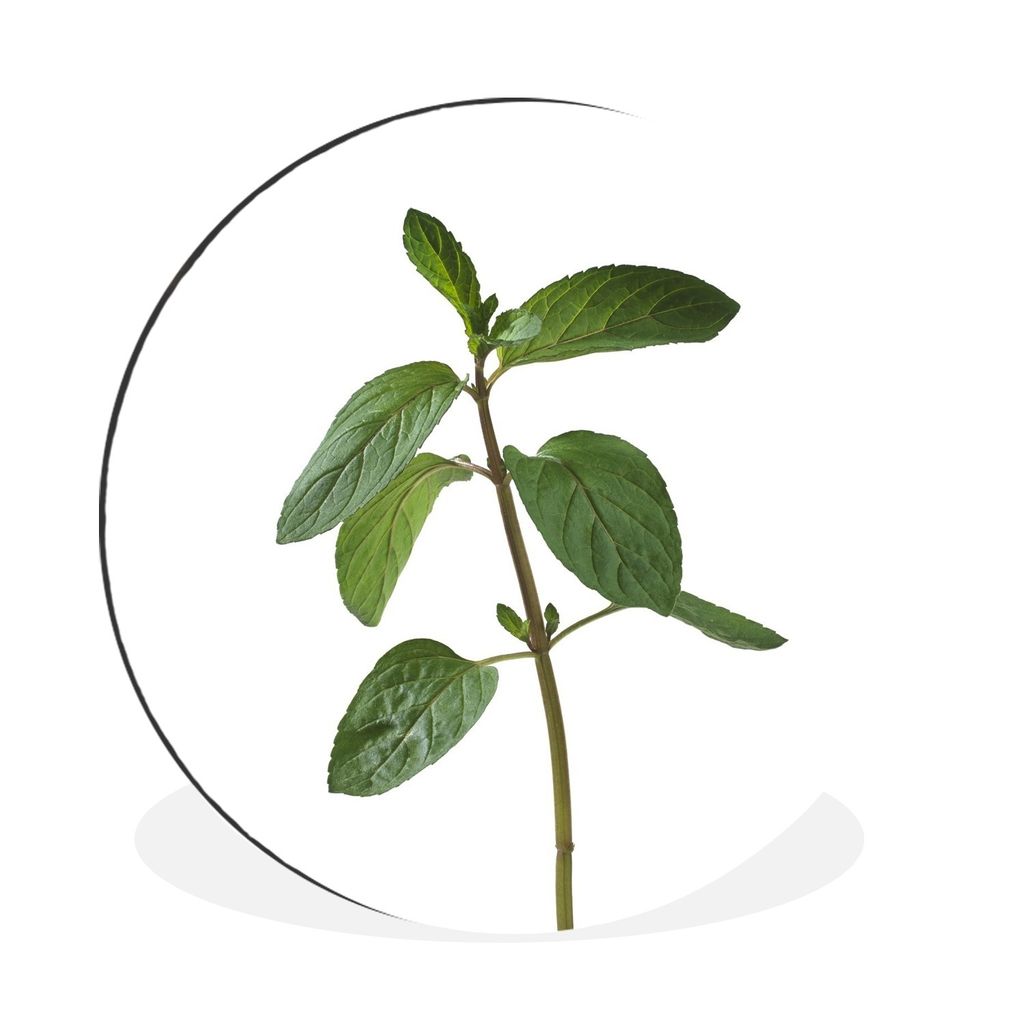 MuchoWow Aluminium Wandkreis Ein einsamer Zweig einer Minzpflanze Ø 90 cm Wanddeko Modern Wohnzimmer - Mauerkreis - Wandbilder - Runde Bild - Bi...