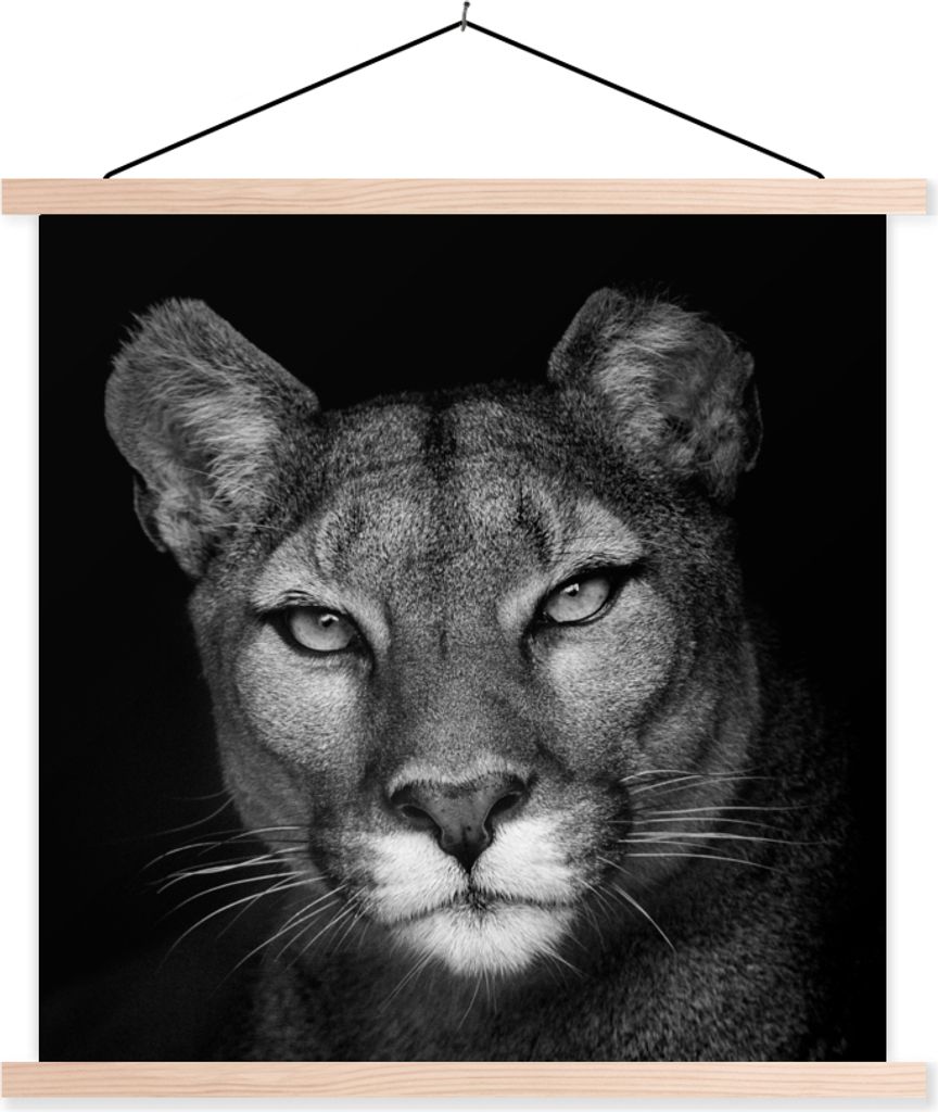 MuchoWow Textilposter Porträtfoto eines Pumas auf schwarzem Hintergrund 40x40 cm mit holzfarbenen Rahmen - Posterleiste