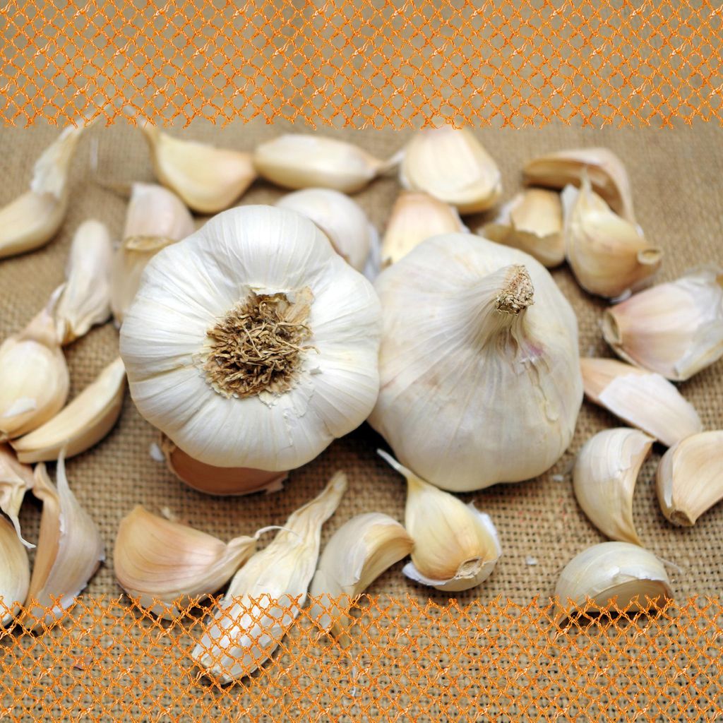 XXL Winterpflanzknoblauch Messidor | Pflanzknoblauch von FLORTUS, Menge:20 kg