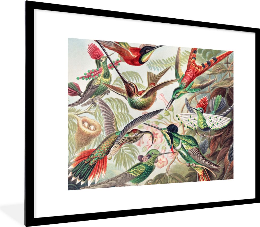 MuchoWow Gerahmtes Poster Kolibri - Vintage - Ernst Haeckel - Vogel - Kunst - Natur 80x60 cm - Poster mit Schwarzem Bilderrahmen Wandposter Rahme...