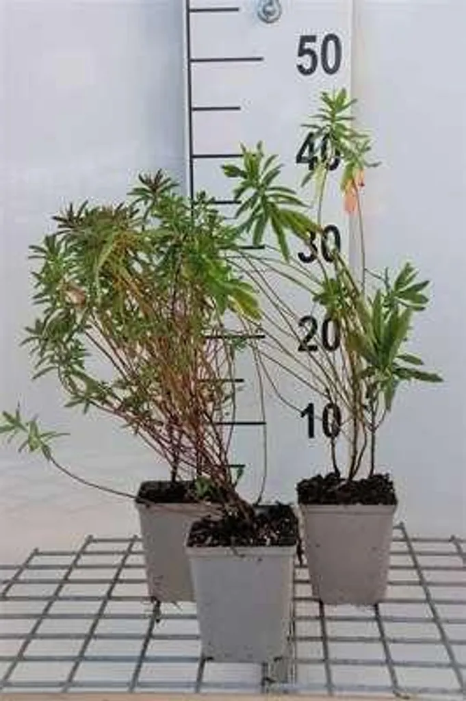 Euphorbe polychroma : lot de 6 plantes vivaces de printemps en godets