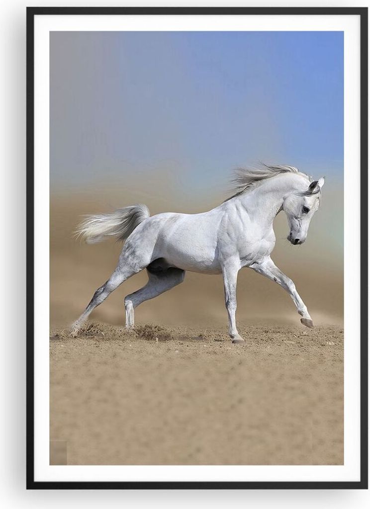 Gerahmtes Poster - Schwarzer Rahmen - Pferd weiß Tier - 70x100 cm - Wand Bild - Wanddeko - Wandbilder - Kunstposter - Wandposter - Bilderrahmen - ...