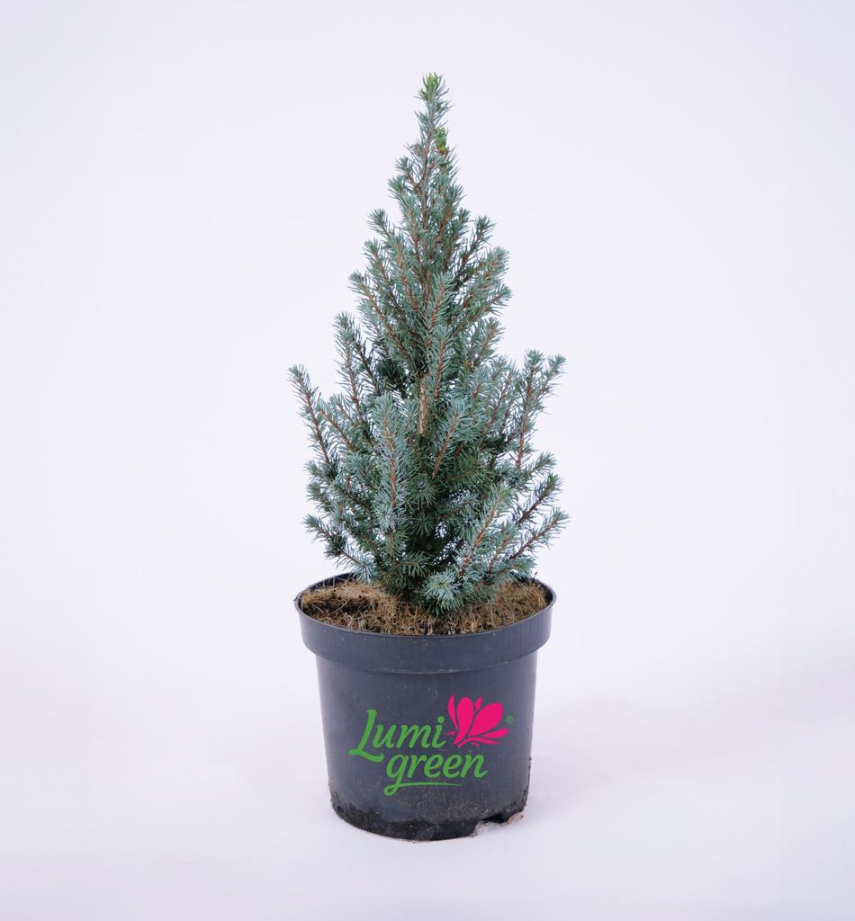 Weiß-Fichte ´SANDER´S BLUE´ 30-40 cm, Cont. 2,5 l Produktbild 