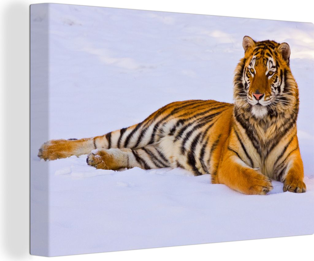 OneMillionCanvasses - Leinwandbilder - 150x100 cm, Tiger - Schnee - Winter - Tiere, Wandbilder Kunstdruck Wanddekoration - Foto auf Leinwand - Ge...
