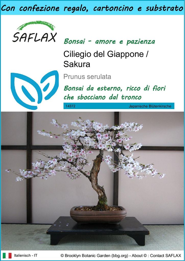 SAFLAX Set regalo - Ciliegio del Giappone / Sakura - 30 Immagine del prodotto 