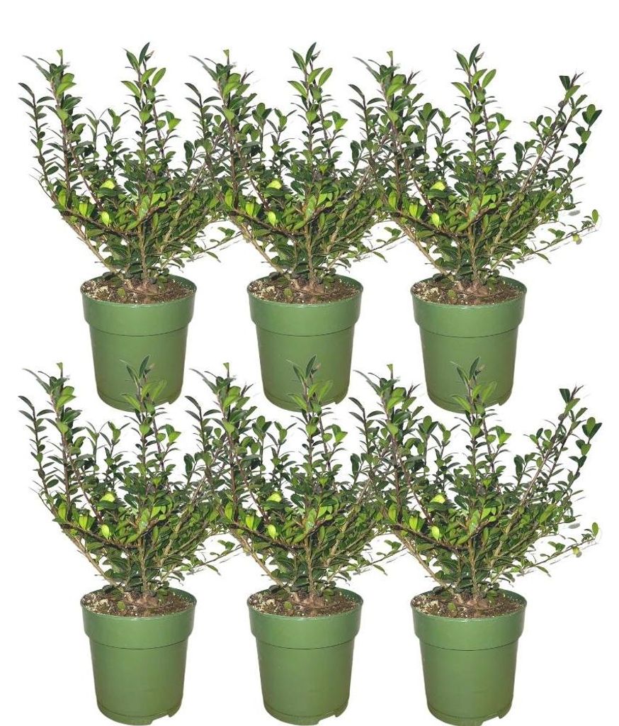 Planten van Frank | Taxushaag | Ilex Crenata 'Jenny' | Productafbeelding 