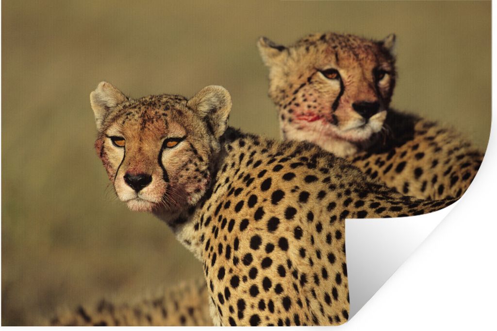 MuchoWow Wandtattoo Wandsticker Wandaufkleber Zwei Geparden in der Savanne 30x20 cm Selbstklebend und Repositionierbar - Wierderverwendbar - Selb...