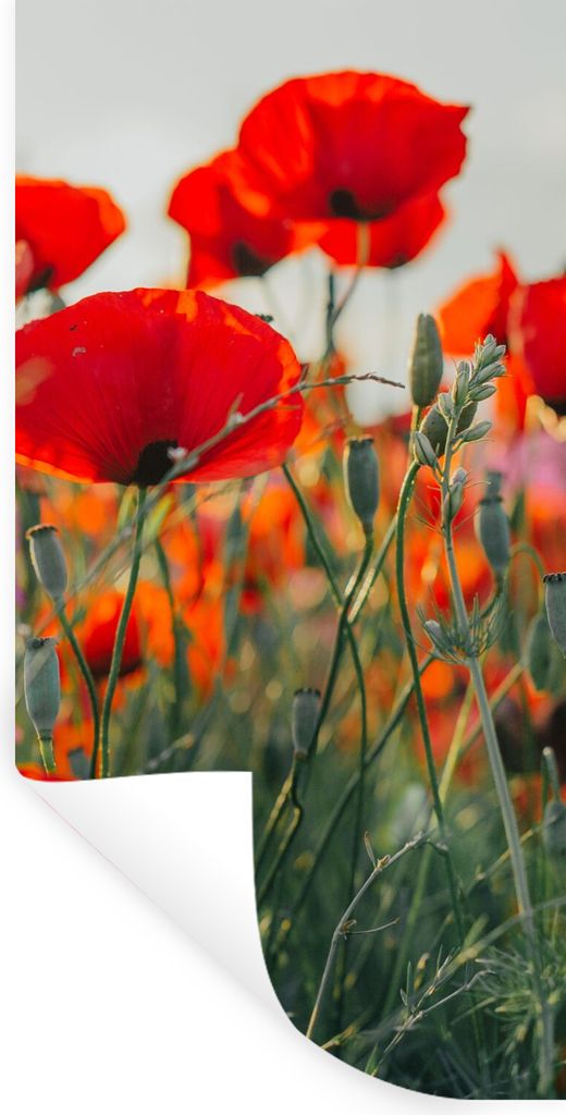 MuchoWow Wandtattoo Wandsticker Wandaufkleber Mohn - Blumen - Rot - Lila - Wiese 20x40 cm Selbstklebend und Repositionierbar - Selbstklebend - Fo...