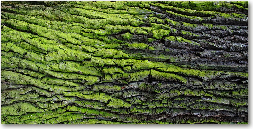 Tulup Leinwandbild -100x50 cm - Wandkunst - Drucke auf Leinwand - Leinwanddruck - Blumen & Pflanzen - Grün - Baumrinde