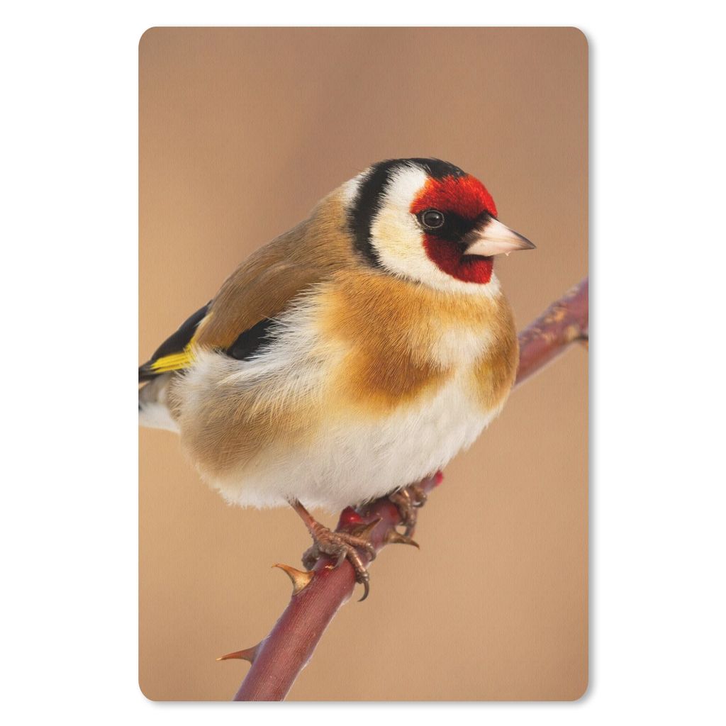 MuchoWow Mauspad Mousepad Kropftaube - Vogel - Tiere 40x60 cm - Mousepads - Maus Mat - Pad - Mausunterlage - Schreibtisch Accesoire