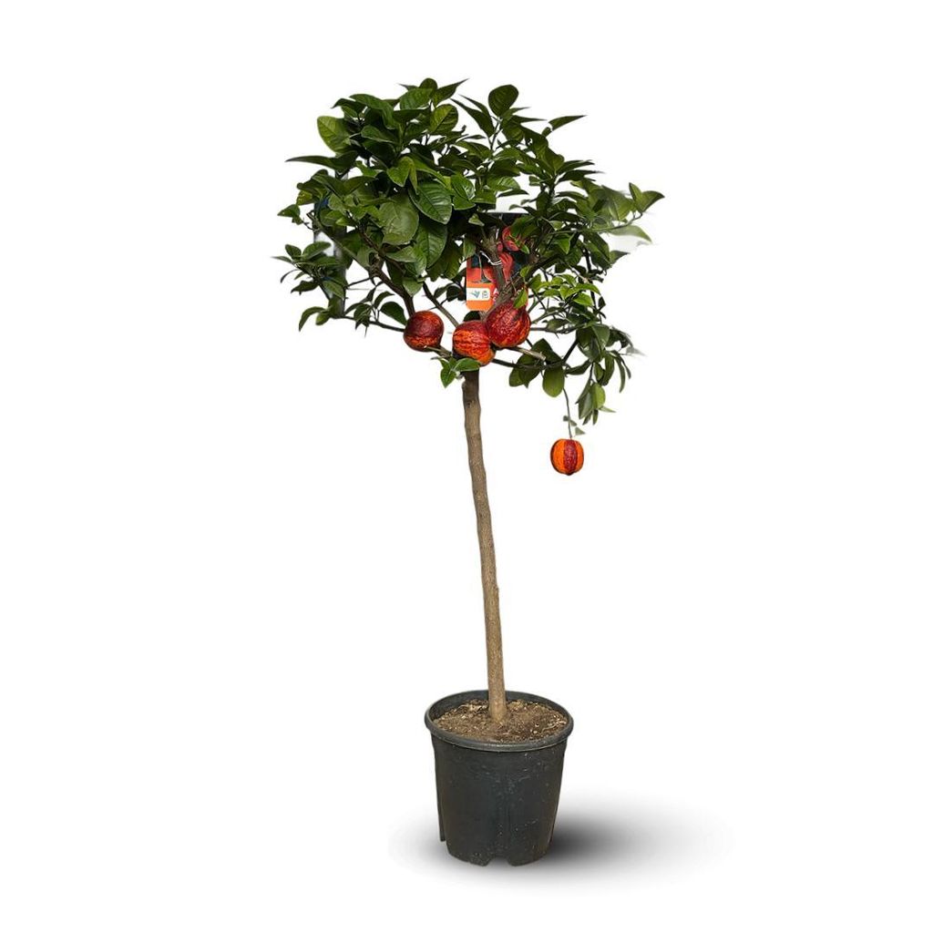 Oranger Arcobal - citrus meyer sinensis - agrume Image du produit 