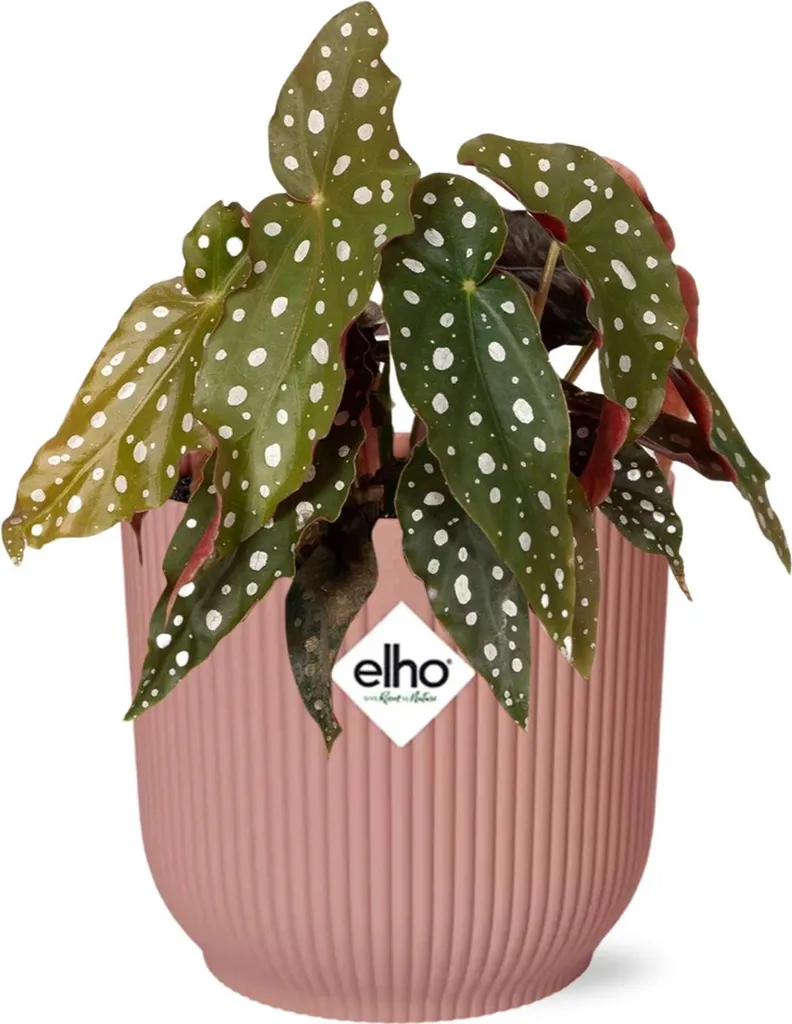 Sublimez votre intérieur avec le Begonia Maculata et son Pot Rose 14cm