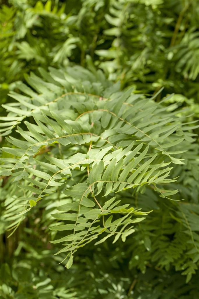 Osmunda regalis, Königsfarn, 30–40 cm