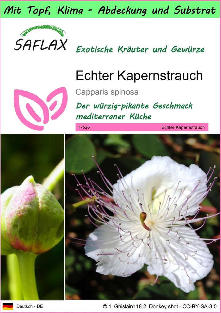SAFLAX Garden to go - Echter Kapernstrauch - Capparis Produktbild 