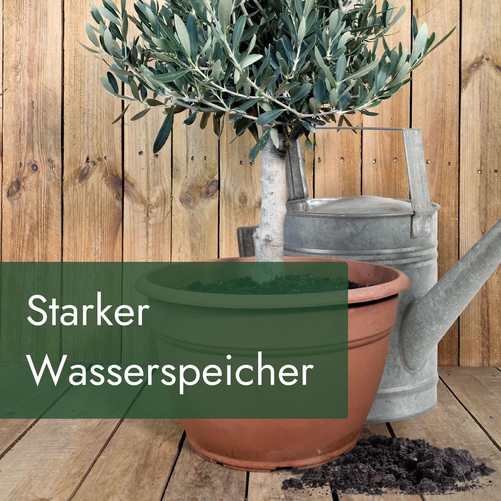 Meine Orangerie Olivenbaum Erde 10 L - Spezial Erde fr