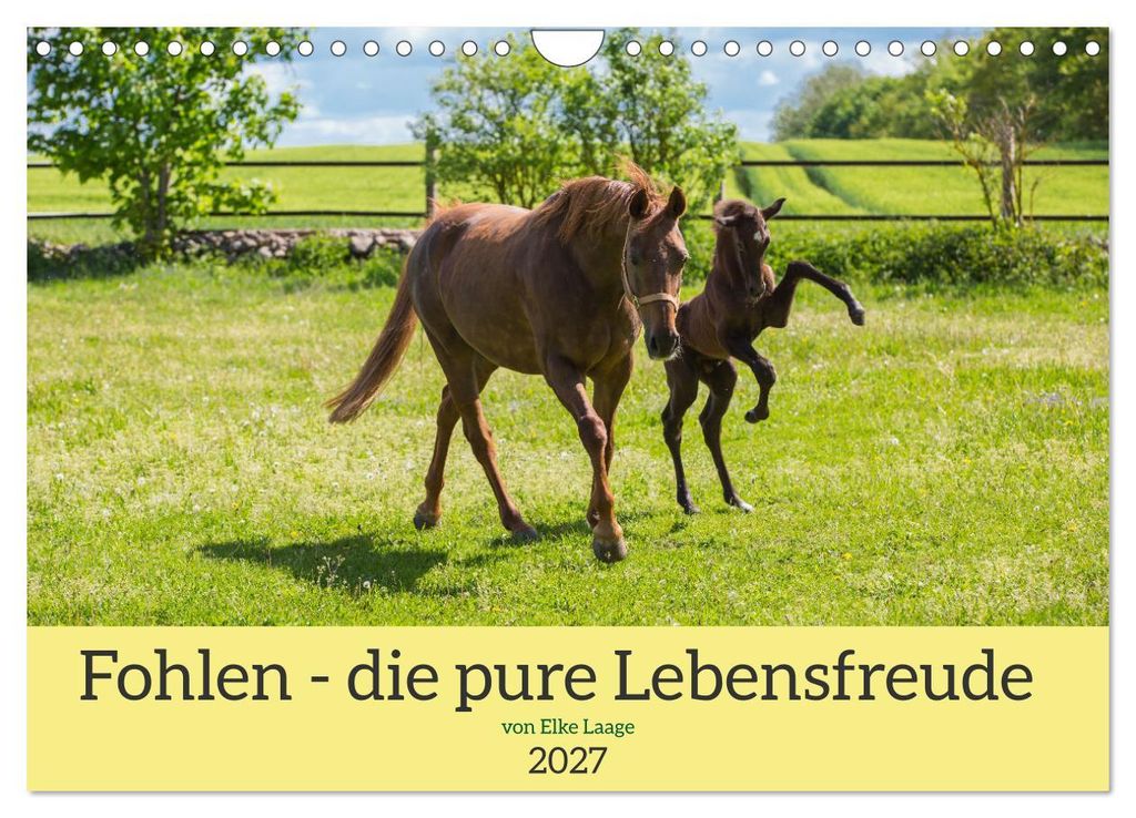 Fohlen - die pure Lebensfreude (Wandkalender 2027 DIN A4 quer), CALVENDO Monatskalender