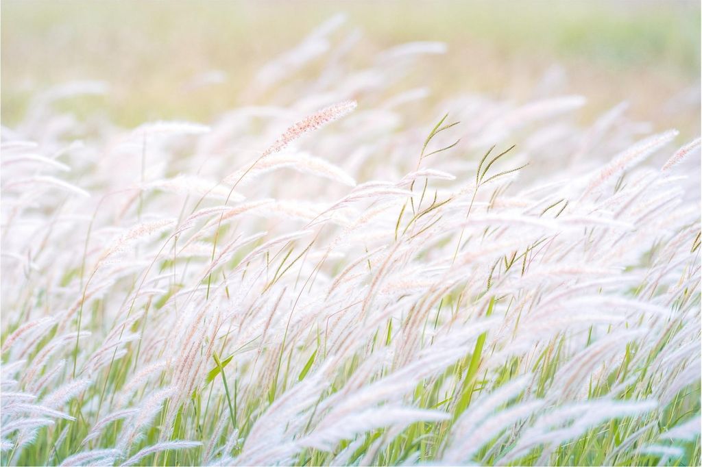 Fototapete Blumen - Vliestapete - Bildtapete UV-beständig Gräser beige Landhaus Wandtapete geruchsfrei