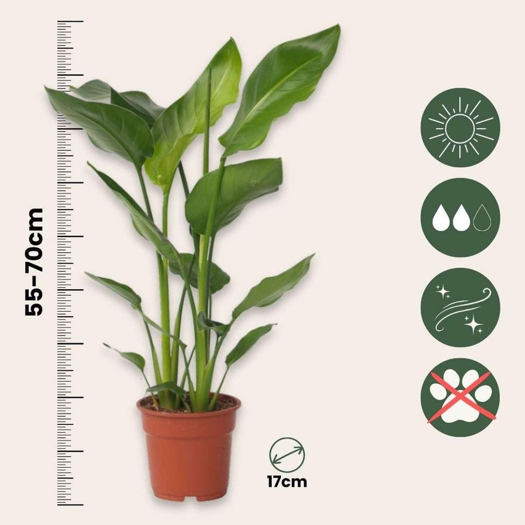 Paradiesvogelblume Strelitzia nicolai 55-70cm 17cm