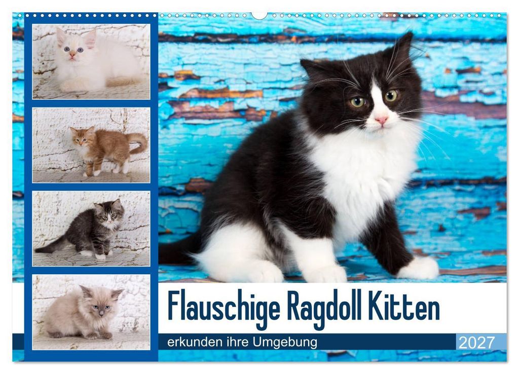 Flauschige Ragdoll Kitten (Wandkalender 2027 DIN A2 quer), CALVENDO Monatskalender