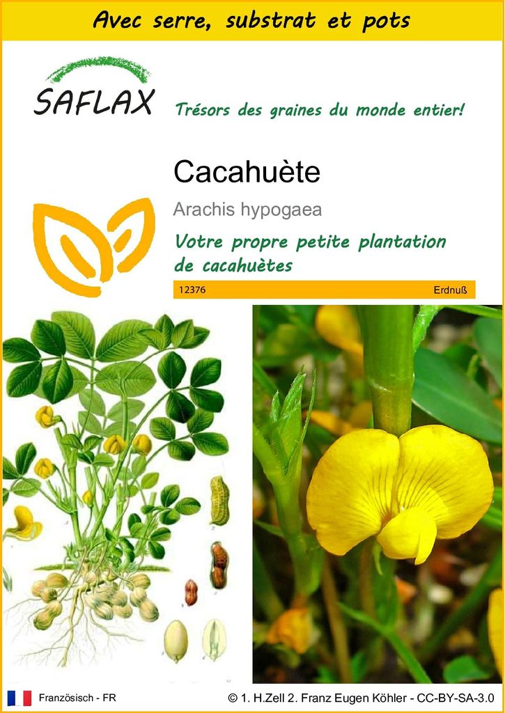 SAFLAX Ensemble de culture - Cacahuète - 8 graines - Image du produit 