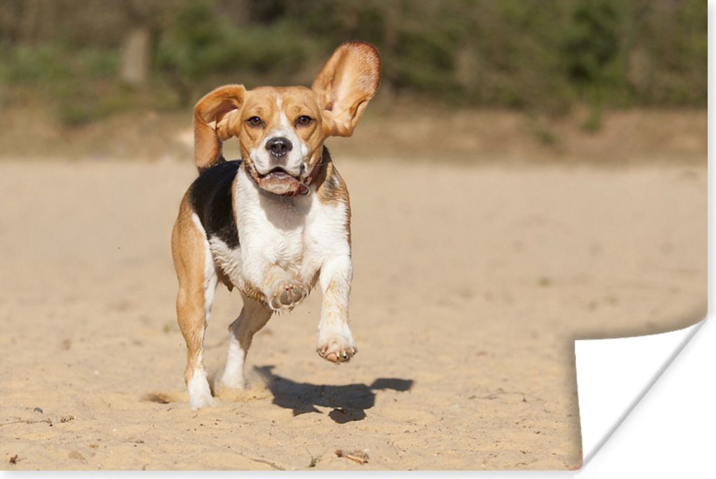 MuchoWow Poster Beagle läuft im Sand 120x80 cm - Bilder