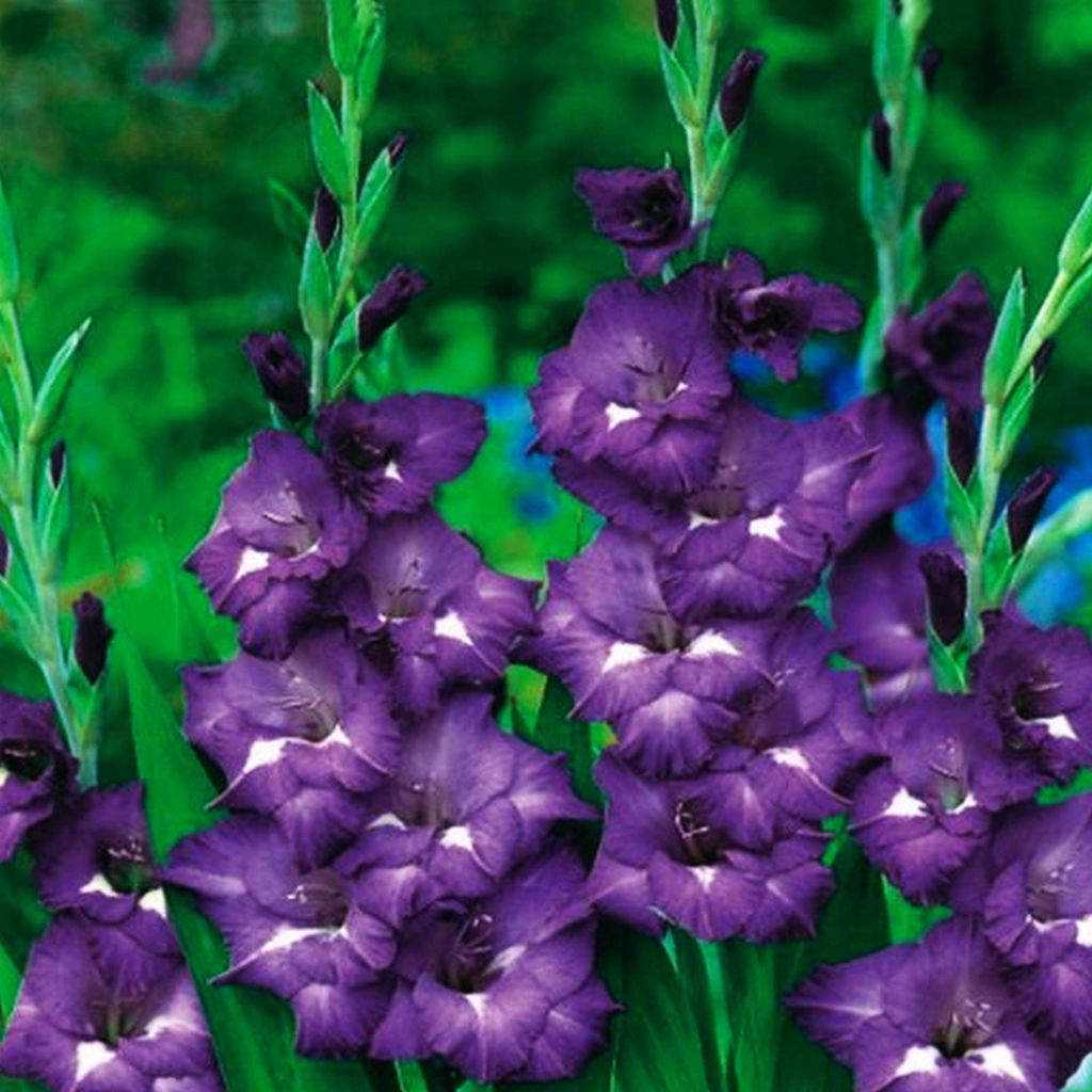 Gladiole Blumenzwiebeln Schwertblume Sommerblühende Produktbild 