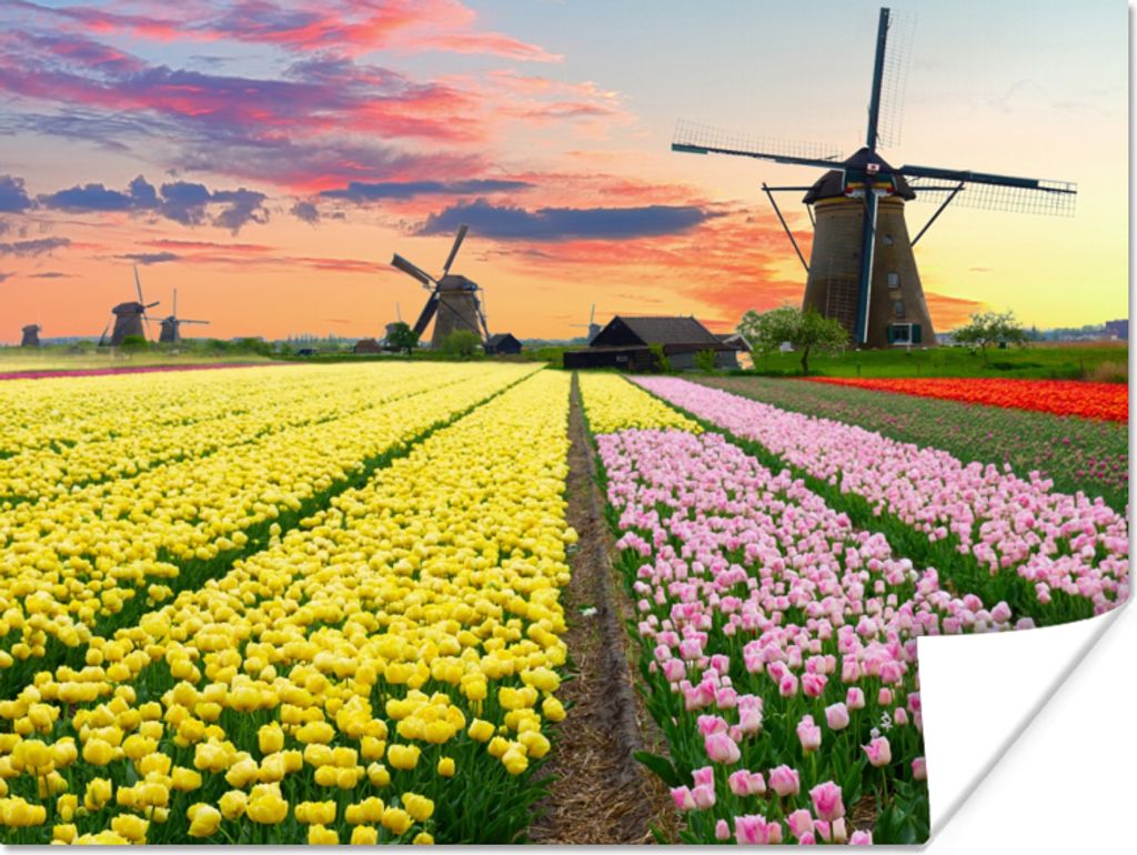 MuchoWow Poster Tulpen - Windmühle - Natur 120x90 cm - Wandbild