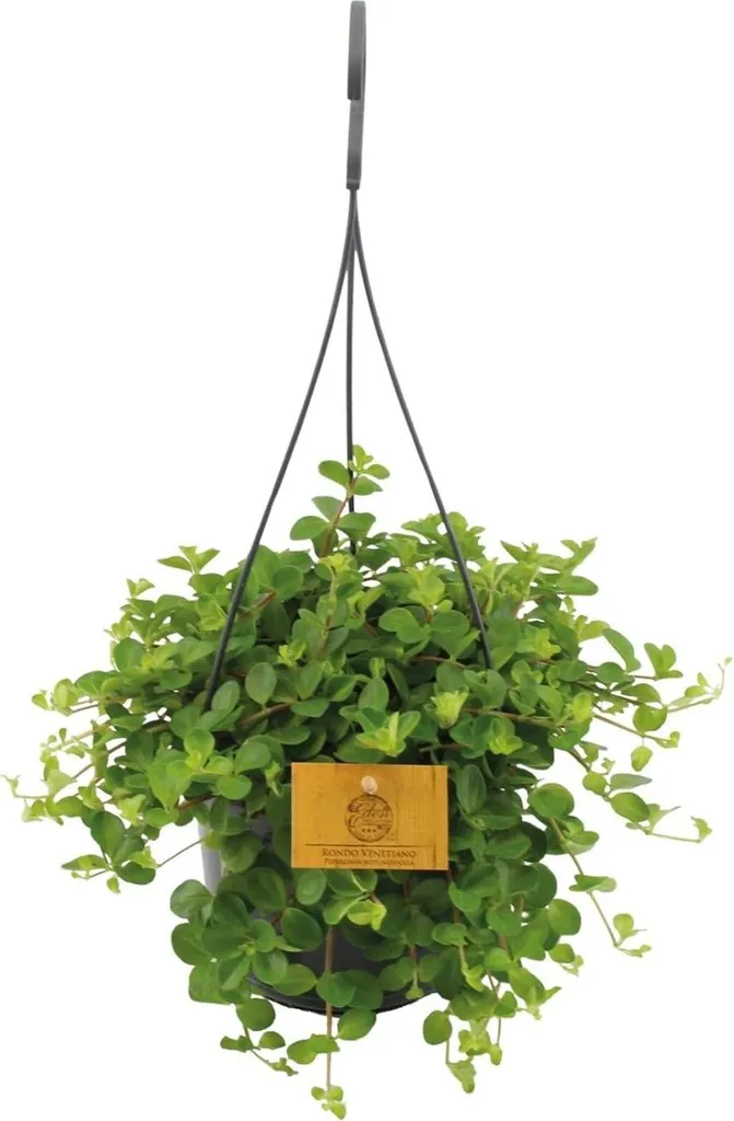 Plante Peperomia Rotundifolia pour Bureau - Déco Salon Entretien Facile