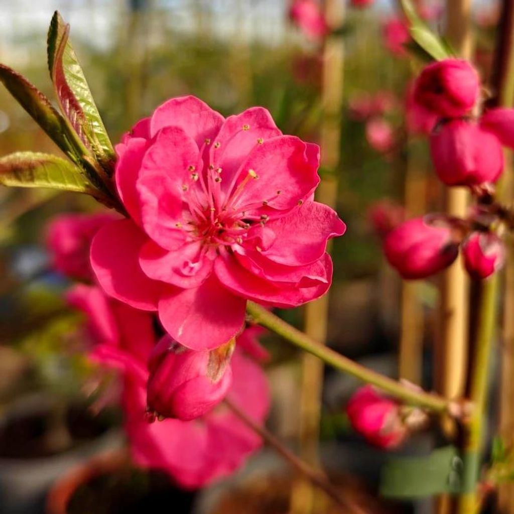 Brzoskwinia 'Melred' (Prunus persica 'Melred'), o Zdjęcie produktu 