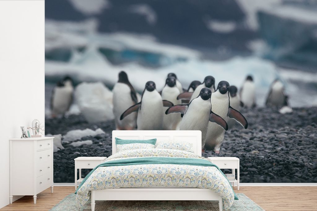 MuchoWow Fototapete für Wohnzimmer oder Schlafzimmer Wandtapete Vinyl Motivtapete Adeliepinguine am Strand - 600x400 cm - Vinyltapeten