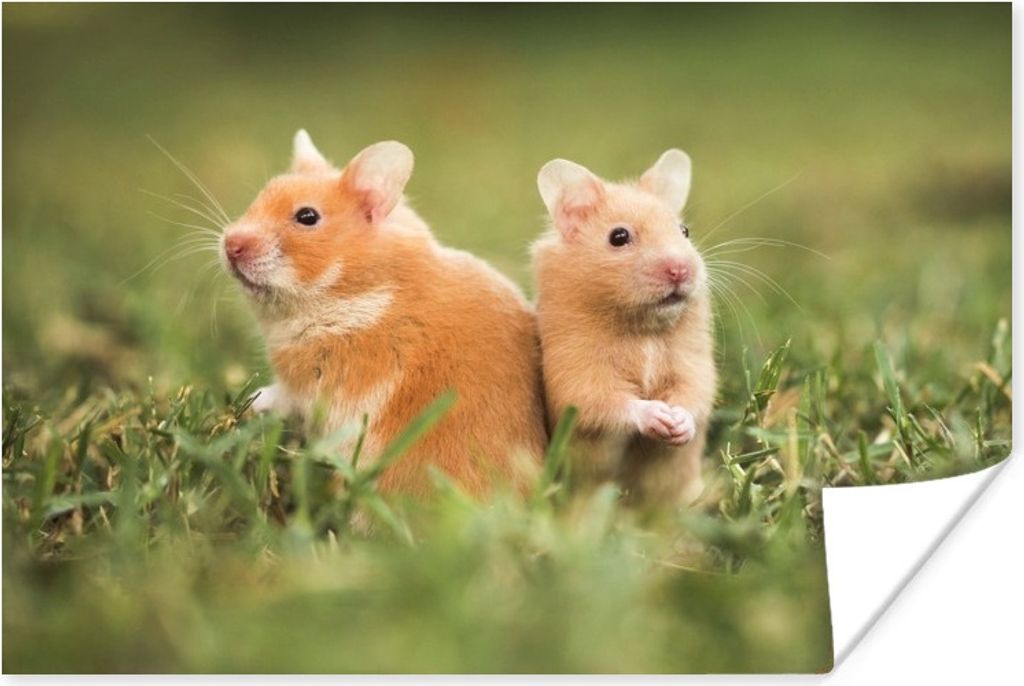 MuchoWow Poster Goldhamster 30x20 cm - Plakate - Print