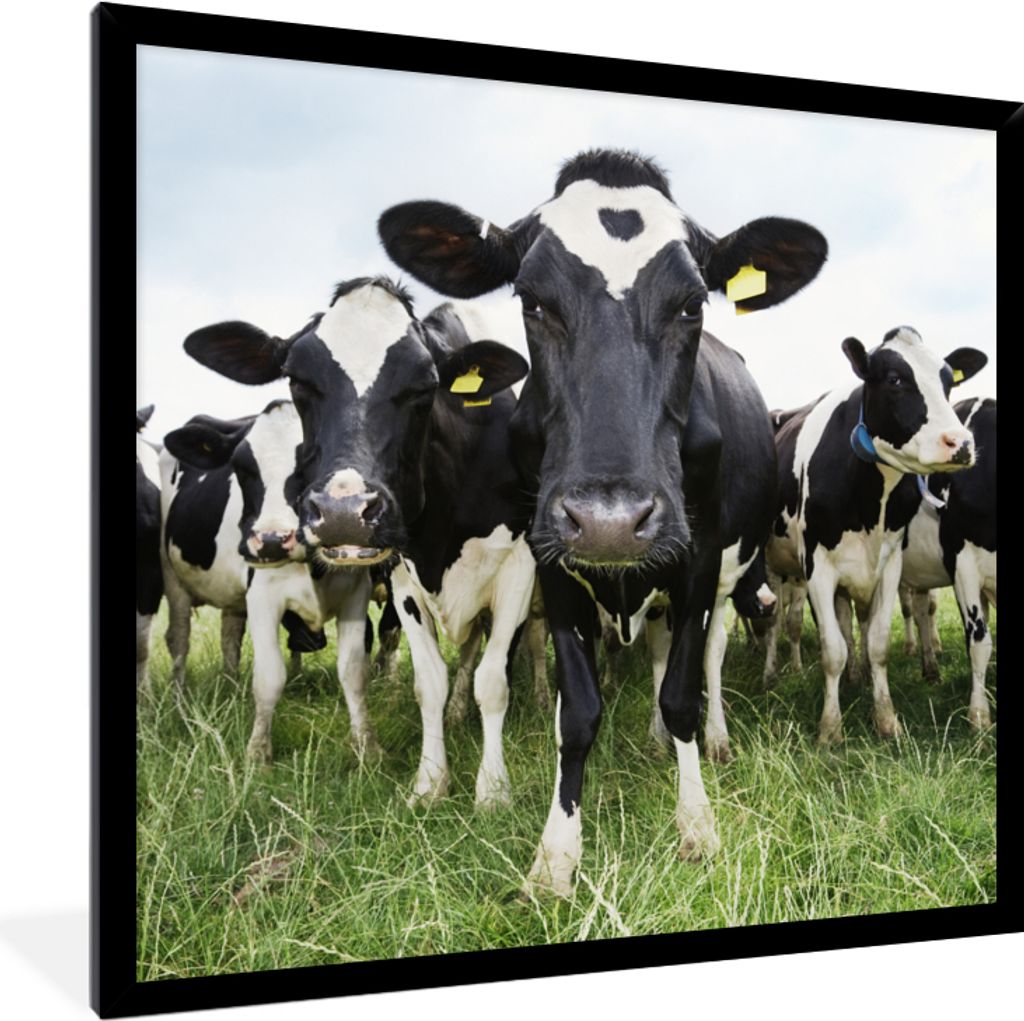 MuchoWow Gerahmtes Poster Kühe - Gras - Frühling - Tiere - Wiese - Bauernhof 40x40 cm - Poster mit Schwarzem Bilderrahmen Wandposter Rahmen Fot...