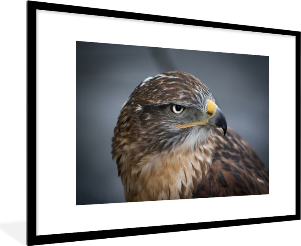 MuchoWow Gerahmtes Poster Ein Bussard aus nächster Nähe 90x60 cm - Poster mit Schwarzem Bilderrahmen Wandposter Rahmen Foto Bilder - Wanddekora...