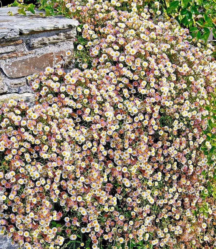 BALDUR Garten Spanisches Gänseblümchen, 3 Pflanzen Erigeron Staude winterharte Staude, mehrjährig, blühend, Erigeron karvinskianus, Korbblütle...