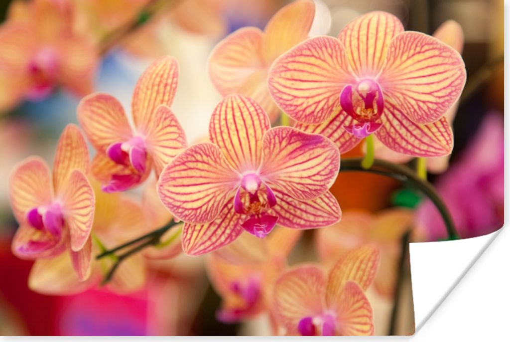 MuchoWow Poster Pflanze - Orchidee - Blumen - Rosa - Flora 180x120 cm - Fotoplakat