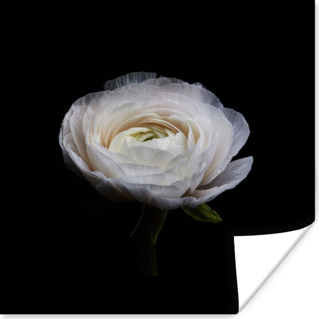 MuchoWow Poster Blume - Schwarz - Weiß 50x50 cm - Wohnzimmerdekoration
