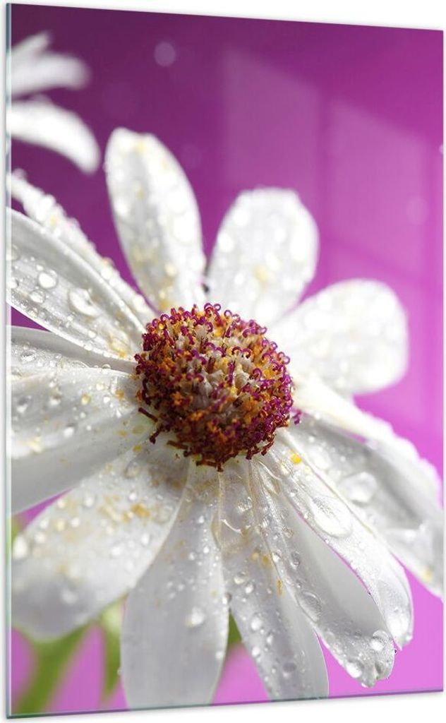 Bilder auf glas - Einteilig - Blume frühling garten - 70x100cm - Glasbilder - Wandbilder - Bilder - zum Aufhängen bereit - Wanddekoration aus Gla...
