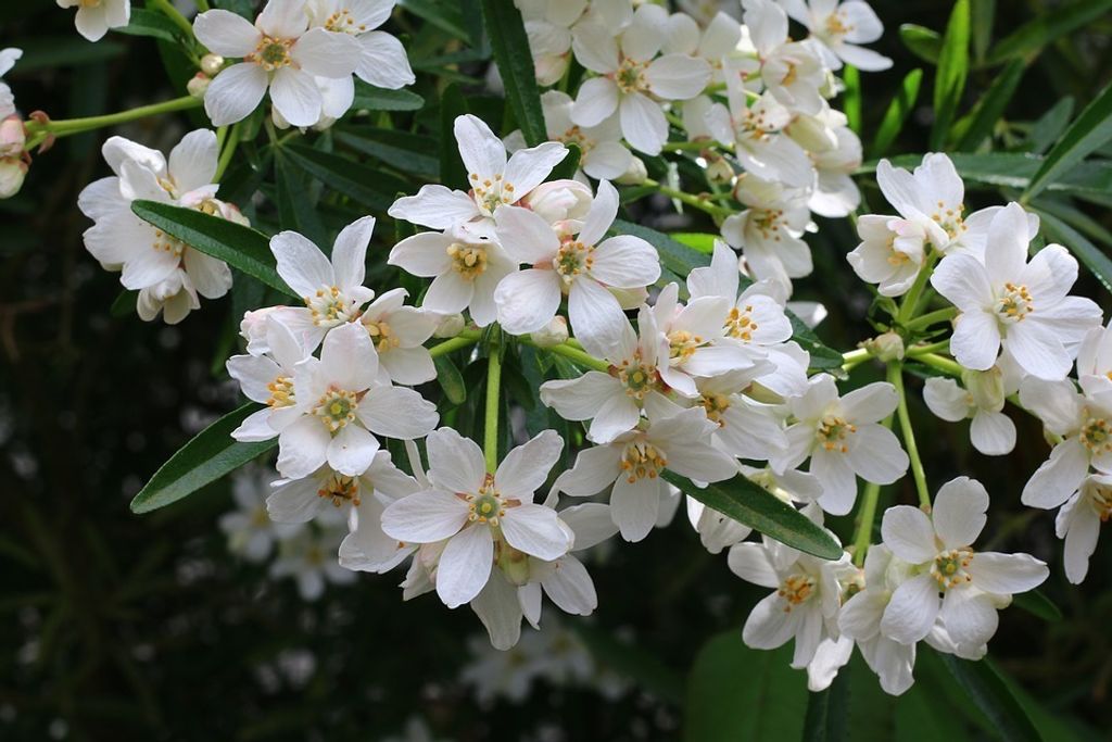 A close-up view of white flowers with green leaves.
