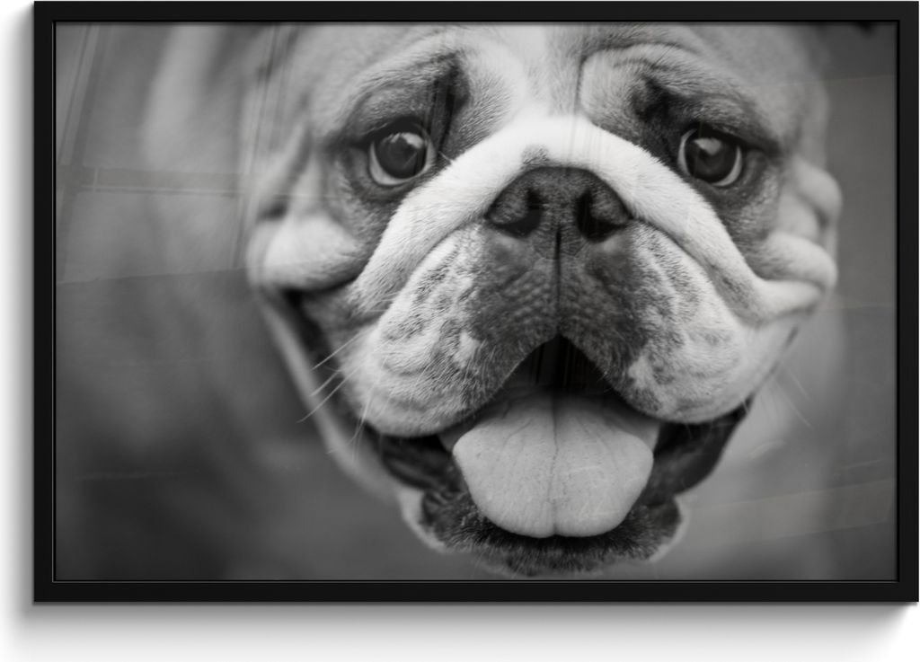 MuchoWow MuchoWow Gerahmtes Poster Tierprofil Bulldogge in schwarz und weiß 90x60 cm - Poster mit zchwarzem Bilderrahmen - Fotorahmen - Foto-P...