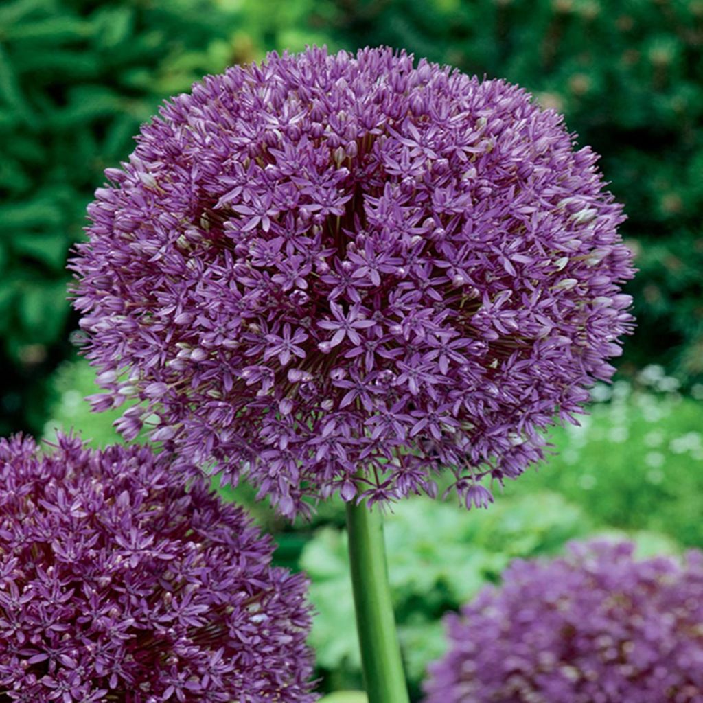 Allium Czosnek Ozdobny Purple Sensation 3 szt. Cebulki Zdjęcie produktu 