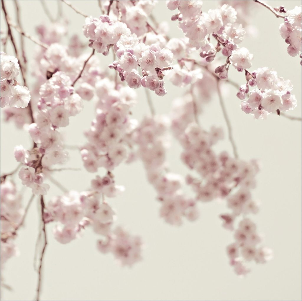 Fototapete Blumen - Vliestapete - Bildtapete UV-beständig Kirschblüte weiss Motiv Wandtapete geruchsfrei