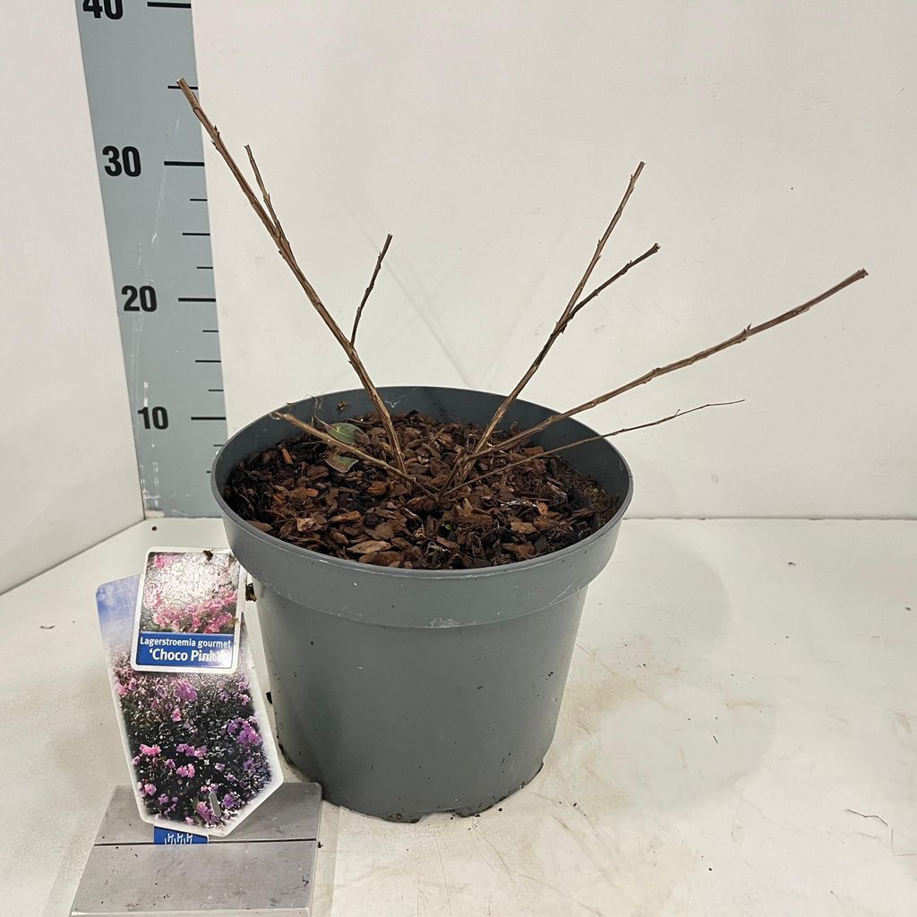 Lagerstroemia Choco Pink ('Lagvap'PBR) - Kräuselmyrte | 30-40 cm im Topf