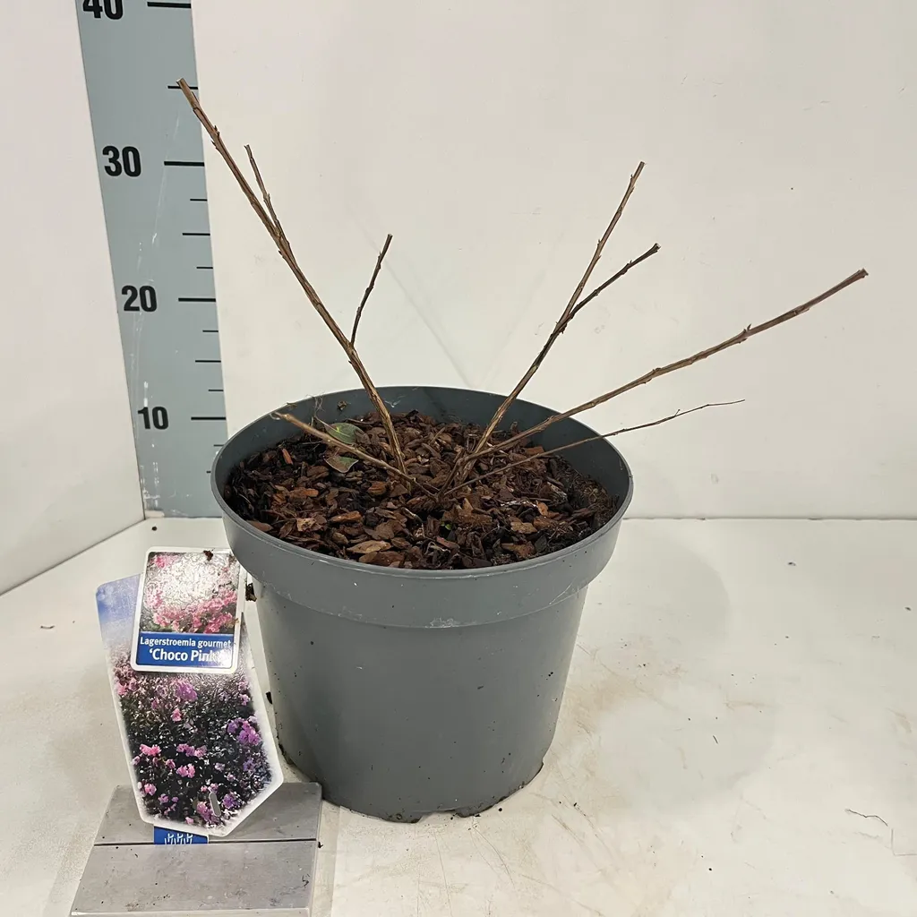 Lagerstroemia Choco Pink Résistant Maladies pour Jardin Sans Souci