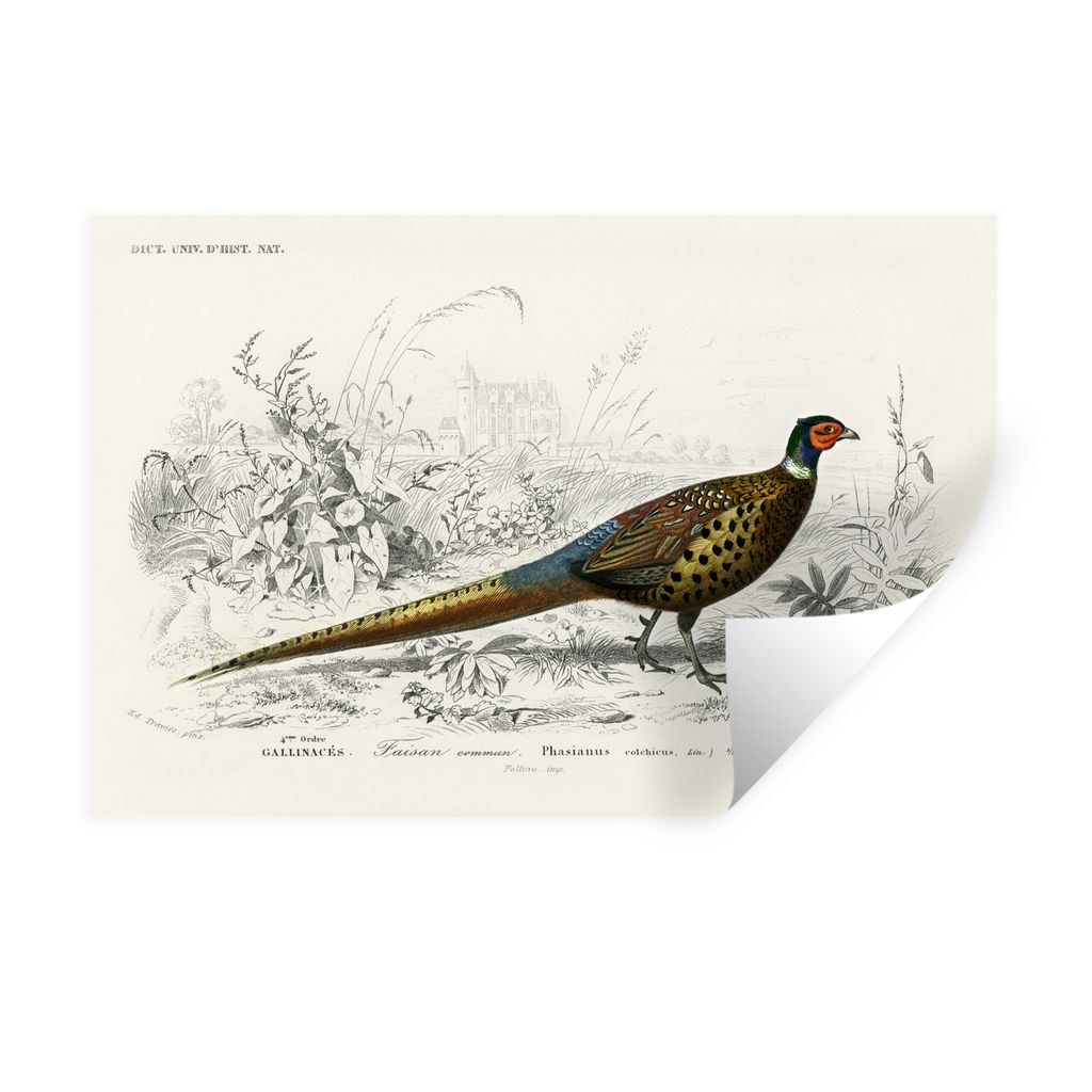 MuchoWow Wandtattoo Wandsticker Wandaufkleber Vogel - Fasan - Jahrgang 90x60 cm Selbstklebend und Repositionierbar - Aufkleber