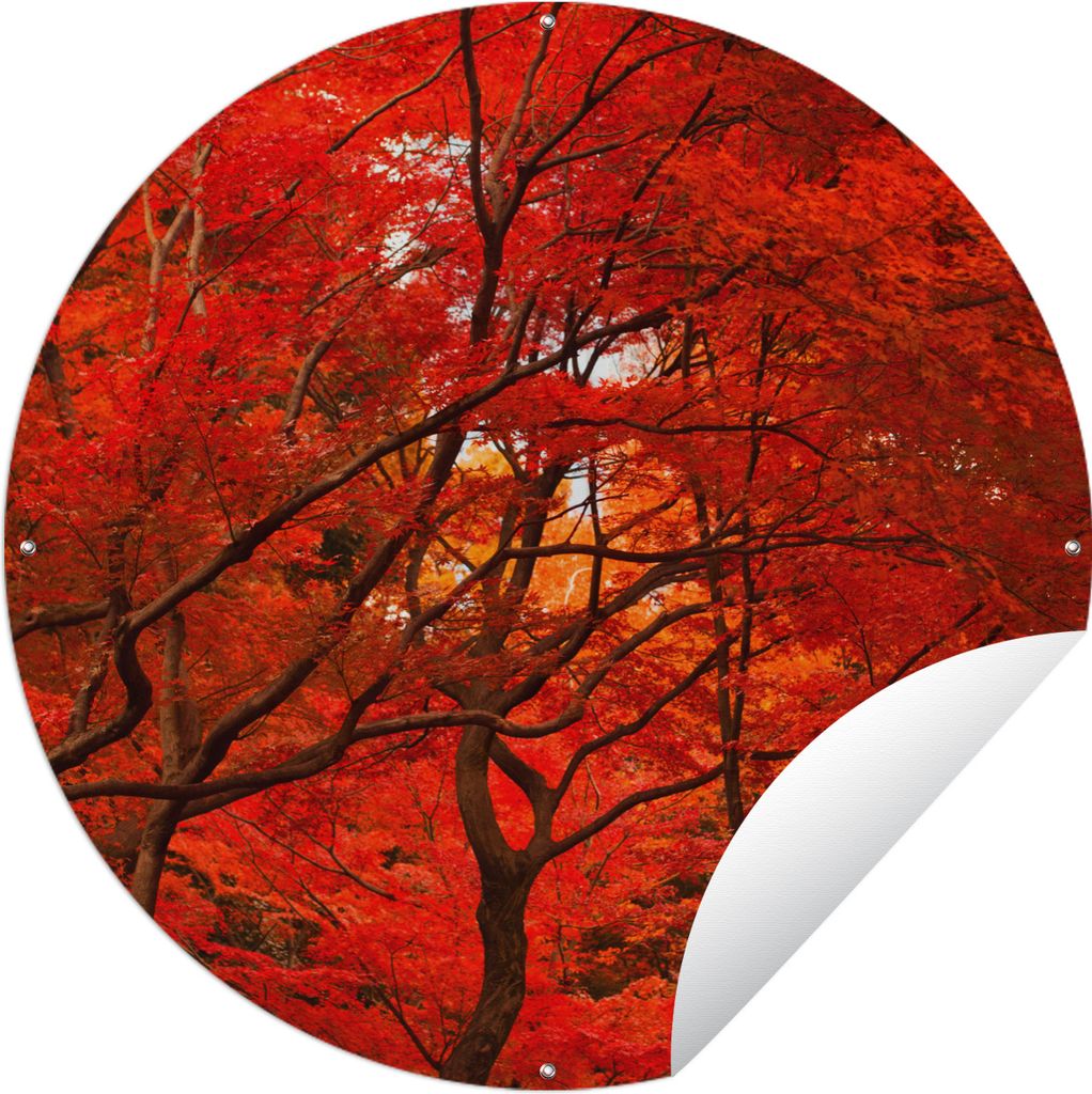MuchoWow Gartenposter Outdoor-Poster Rund Die Ahornblätter in den Bäumen sind rot geworden Ø 150 cm Gartendeko Rundes Poster draußen