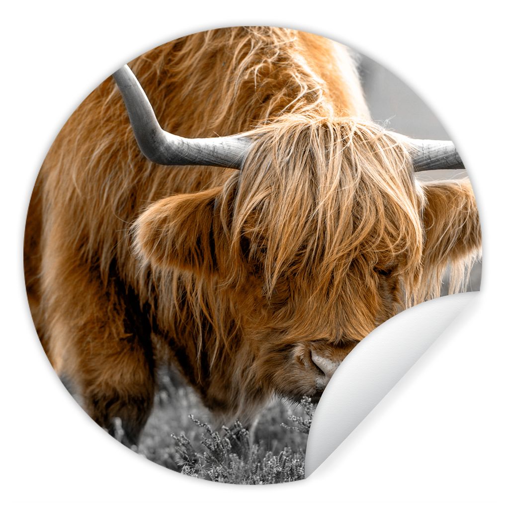 MuchoWow Runde Wandtattoo - Wandsticker Tapete Aufkleber Schottischer Highlander - Tiere - Braun - Kuh - Schwarz - Weiß - Natur Ø 80 cm Selbstk...