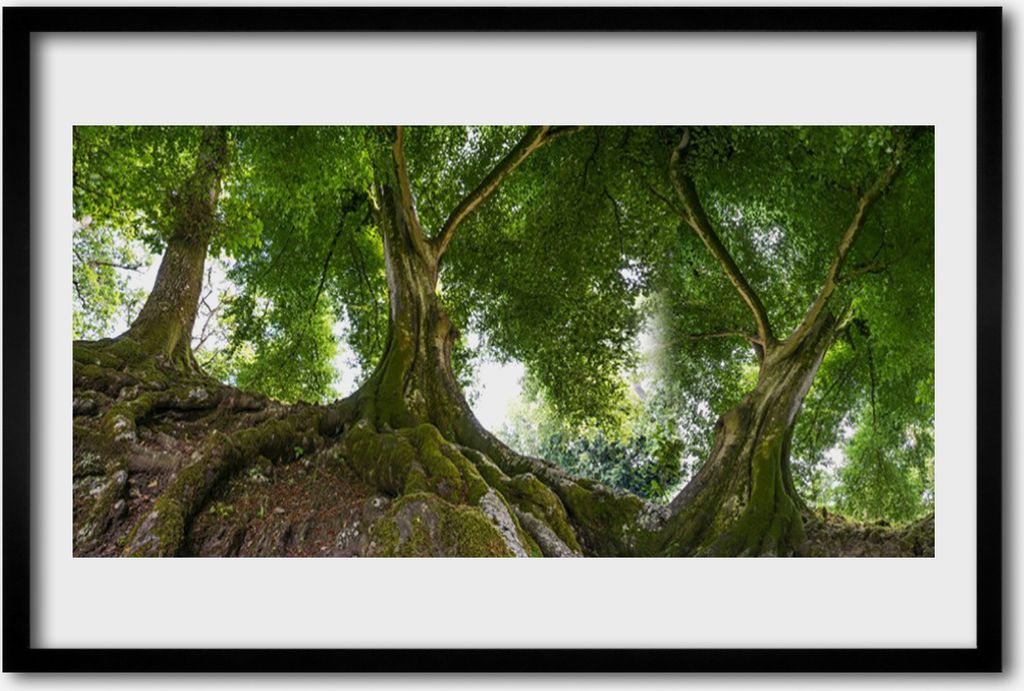 Bild 60x40 MDF-Rahmen Wandkunst Pflanzen-Bäume Natur Produktbild 