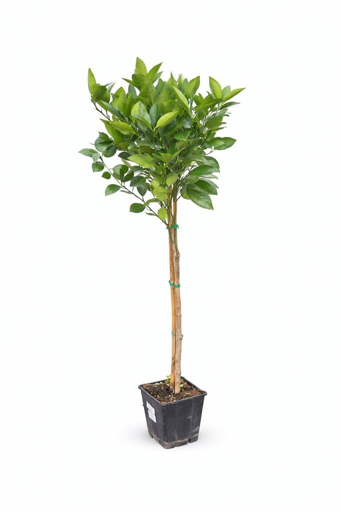 Arancio Citrus Sinensis Valencia 120-140 cm - arancio per Immagine del prodotto 