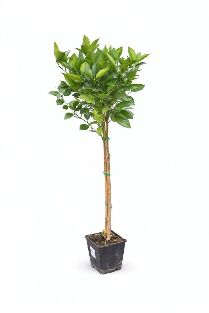 Oranger pour Balcon et Jardin 140 cm - Fruits frais et décor méditerranéen