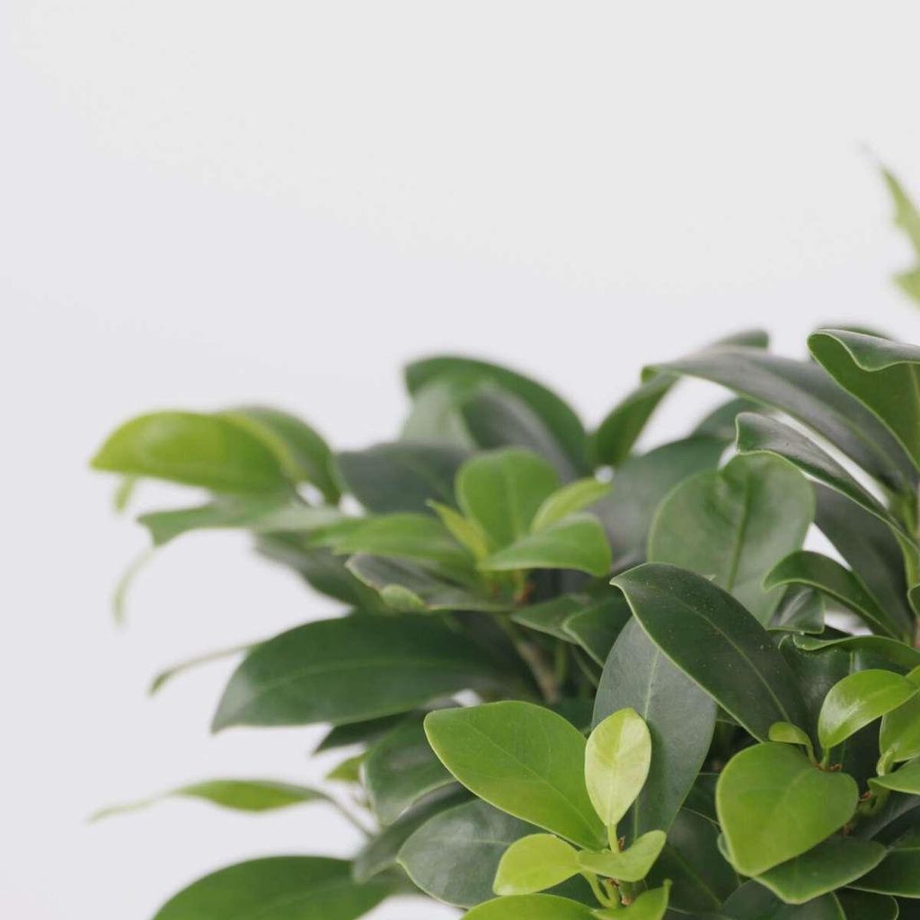 Bonsaibaum - Ficus microcarpa - Hhe 30-40cm - 12cm Bonsai
